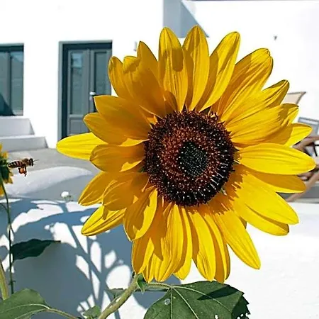 Filira Perissa (Santorini)